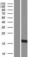 CD99 Human Over-expression Lysate