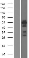 BLNK Human Over-expression Lysate