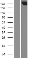 TASOR Human Over-expression Lysate
