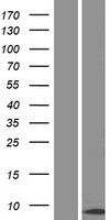 CENPM Human Over-expression Lysate