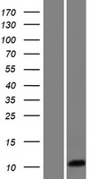 HIGD1C Human Over-expression Lysate