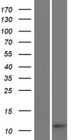 LINC02877 Human Over-expression Lysate