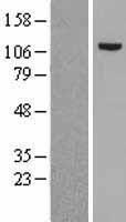 MSH2 Human Over-expression Lysate