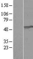 UMPS Human Over-expression Lysate