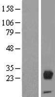 Orosomucoid 2 (ORM2) Human Over-expression Lysate