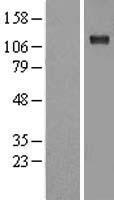 Sodium Potassium ATPase (ATP1A1) Human Over-expression Lysate
