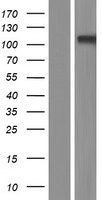 GRIK3 Human Over-expression Lysate