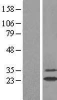 GSTA2 Human Over-expression Lysate