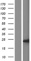 IDNK Human Over-expression Lysate