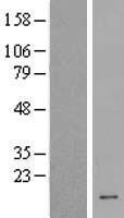 Host cell factor C1 regulator 1 (HCFC1R1) Human Over-expression Lysate