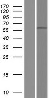 POTEA Human Over-expression Lysate