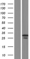 FIGLA Human Over-expression Lysate