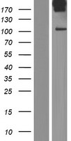 AKAP2 Human Over-expression Lysate