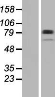 Plakophilin 1 (PKP1) Human Over-expression Lysate