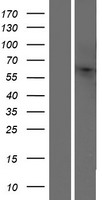 OR10H4 Human Over-expression Lysate