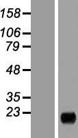 MARCHF2 Human Over-expression Lysate