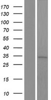 ANKRD16 Human Over-expression Lysate