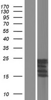 Kallikrein 6 (KLK6) Human Over-expression Lysate
