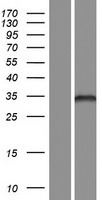 FBLIM1 Human Over-expression Lysate