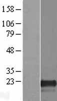 PLAC8L1 Human Over-expression Lysate
