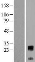 C12orf74 Human Over-expression Lysate