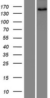 SNED1 Human Over-expression Lysate
