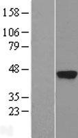 Kallikrein 5 (KLK5) Human Over-expression Lysate