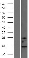 MAP1LC3B2 Human Over-expression Lysate