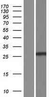 HYKK Human Over-expression Lysate