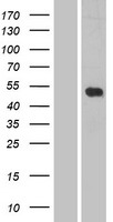LILRB5 Human Over-expression Lysate