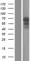 Carboxypeptidase N subunit 2 (CPN2) Human Over-expression Lysate