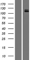 c Kit (KIT) Human Over-expression Lysate