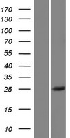 BSX Human Over-expression Lysate