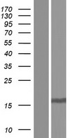 TGF alpha (TGFA) Human Over-expression Lysate