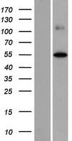 FOXD4L2 Human Over-expression Lysate