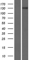 ZNF862 Human Over-expression Lysate