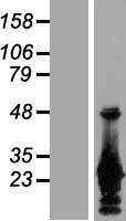 Amino terminal enhancer of split (AES) Human Over-expression Lysate