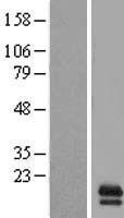 GAS8-AS1 Human Over-expression Lysate