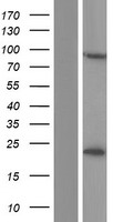CSTF3 Human Over-expression Lysate