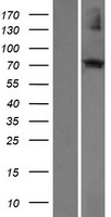 ECM2 Human Over-expression Lysate
