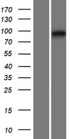 GPLD1 Human Over-expression Lysate