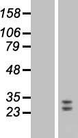 FGF9 Human Over-expression Lysate