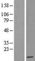 IFI6 Human Over-expression Lysate