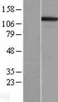 Integrin alpha 3 (ITGA3) Human Over-expression Lysate