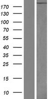Laminin alpha 4 (LAMA4) Human Over-expression Lysate