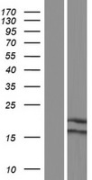 NDUFA6 Human Over-expression Lysate