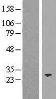 Neurotrophin 3 (NTF3) Human Over-expression Lysate