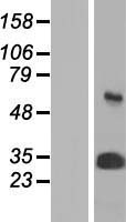 PSMA3 Human Over-expression Lysate