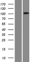 MEG1 (PTPN4) Human Over-expression Lysate