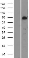 TAK1 (MAP3K7) Human Over-expression Lysate